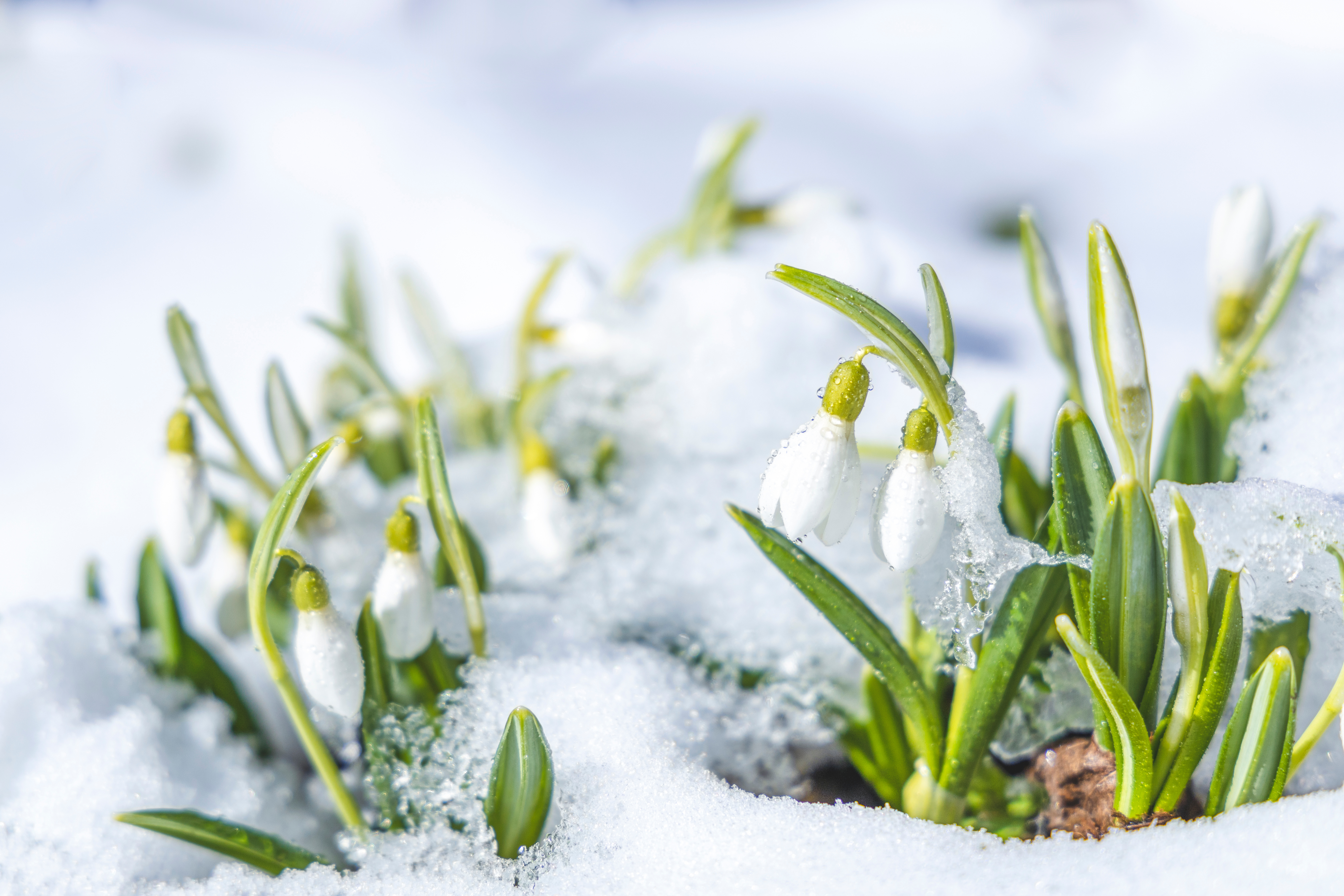 Sunrise sunset light on the white tender snowdrops covered snow in the spring forest. Beautiful spring background with copy space.