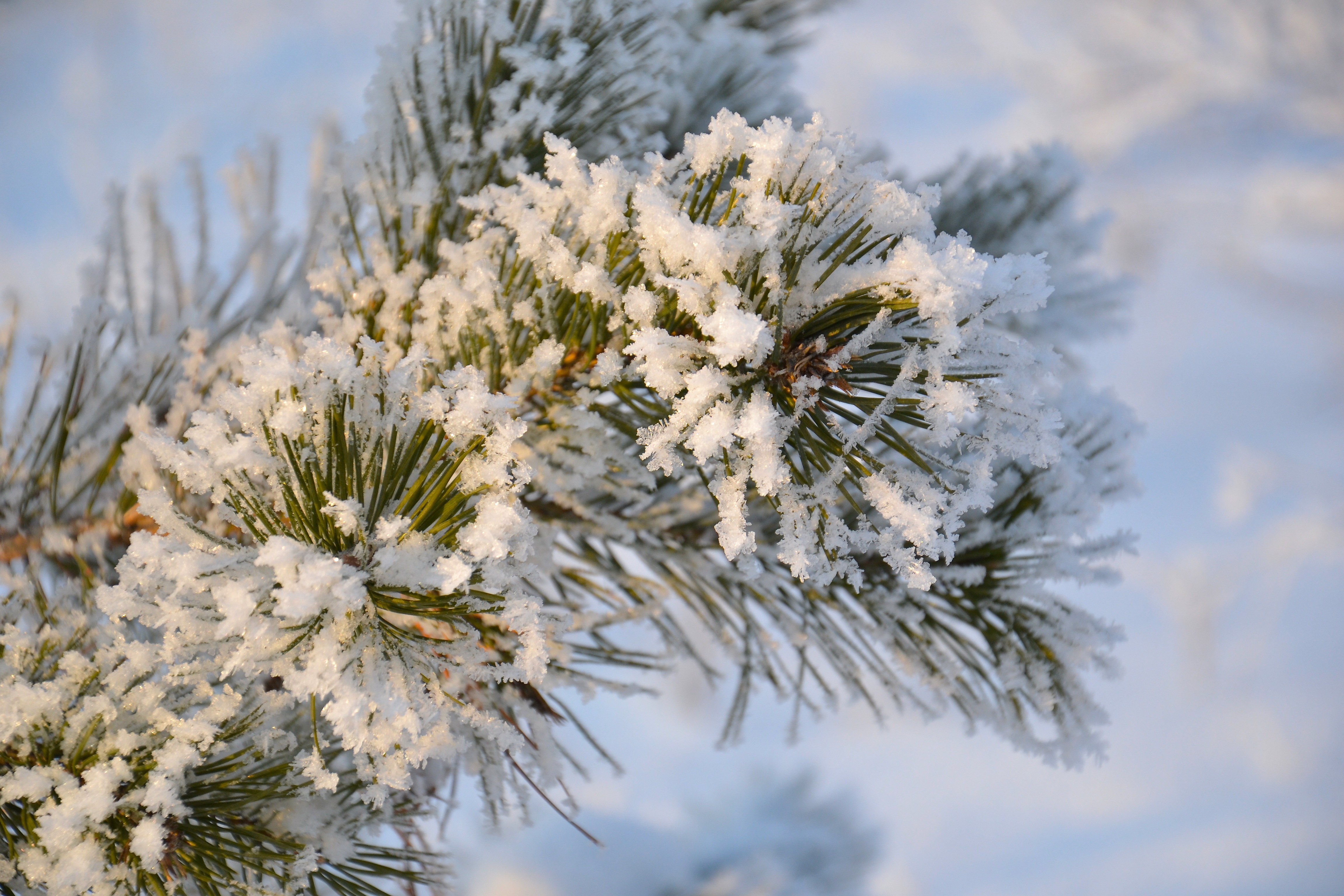 tree-nature-forest-branch-snow-winter-1208255-pxhere.com
