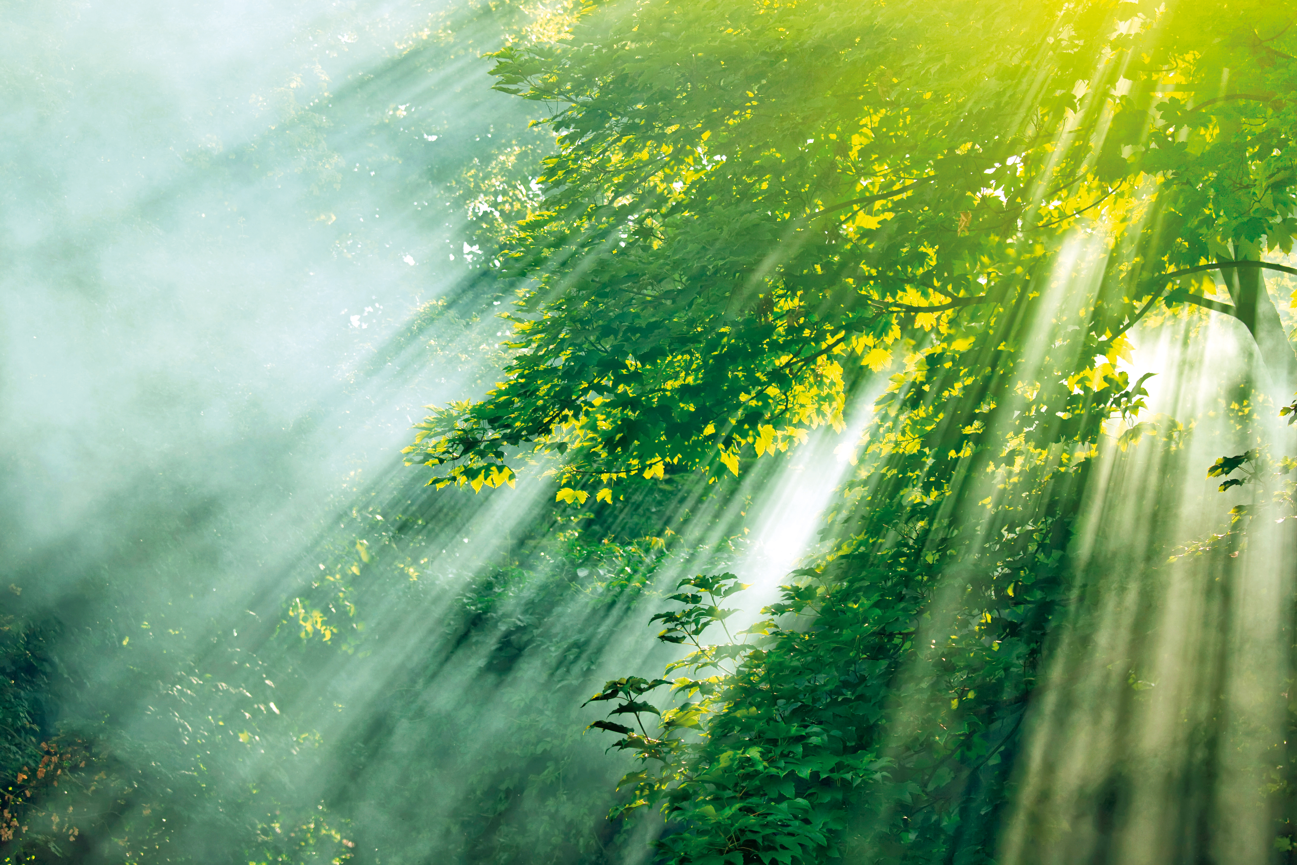 sunlight mist forest